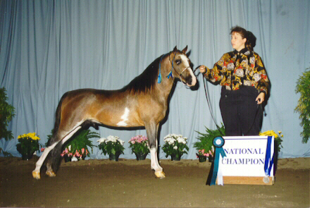 HS Knights Gambler